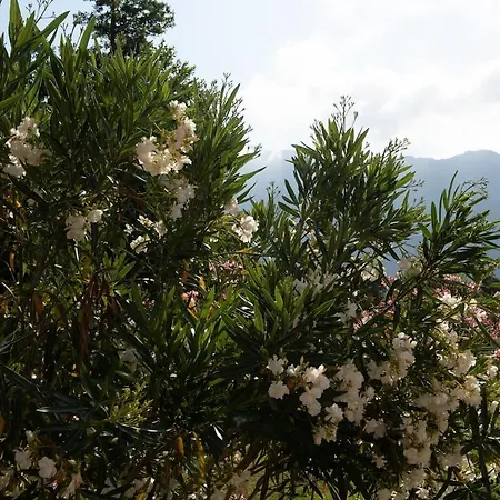 Aloha Pool-beach 500m بيت للعطل *